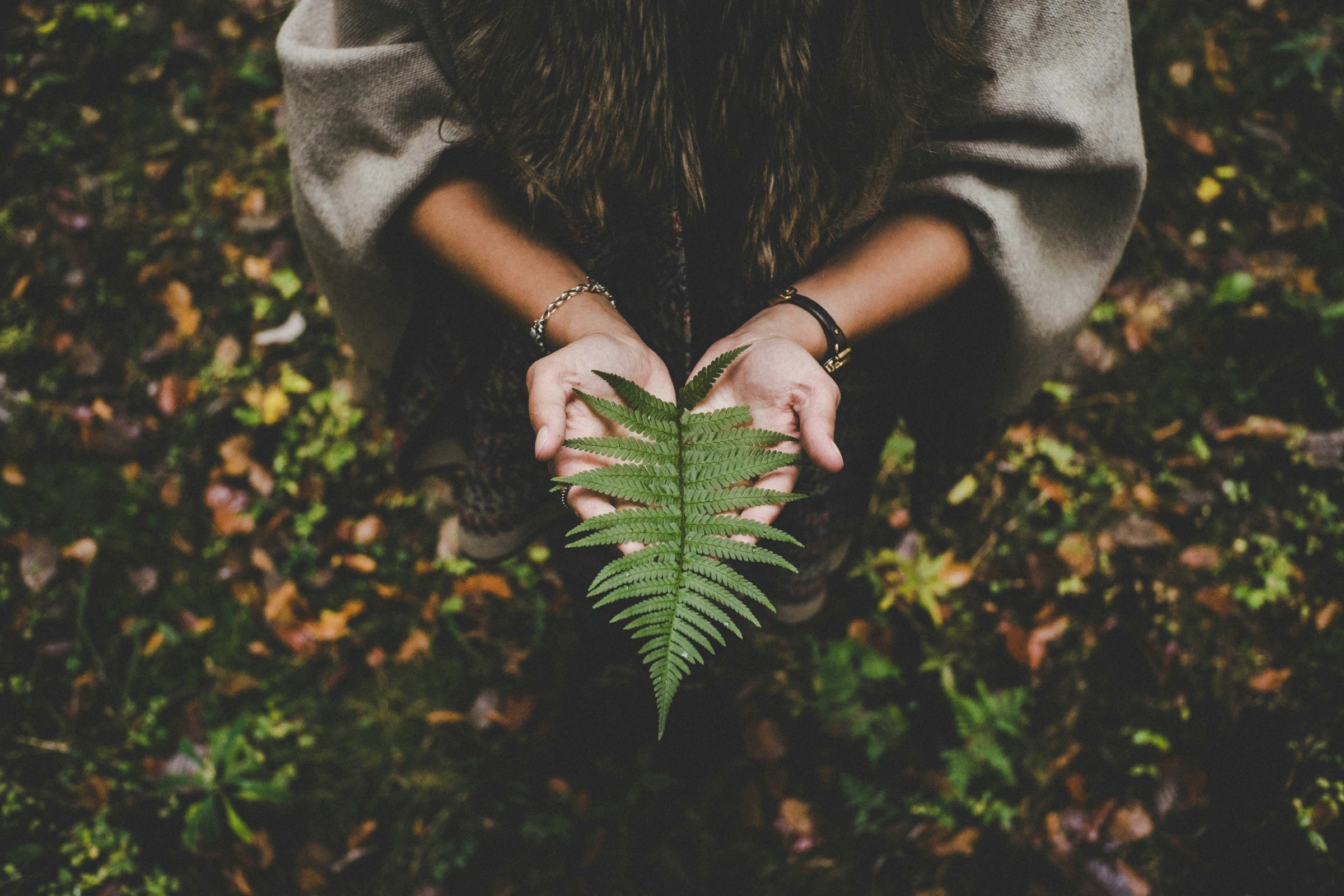 close-up_of_a_person_holding_a_vibrant_green_fern_leaf_with_both_hands._The_background_features_a_soft_blurred_forest_floor_covered_in_autumn_leaves_and_foliage_creating_a_warm_earthy.webp